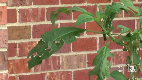 What do you do if your plants were damaged by hail? Omaha expert offers tips to save them