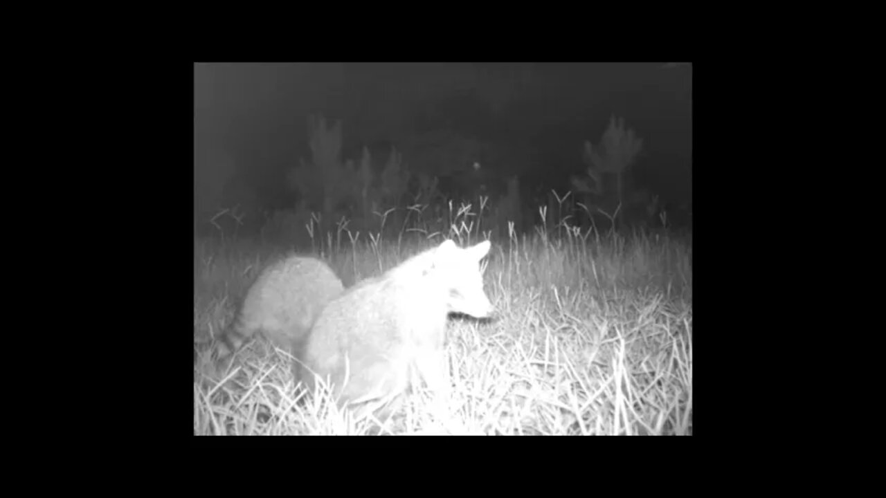 Southeast Texas Backyard Wildlife Garden Shorts 01