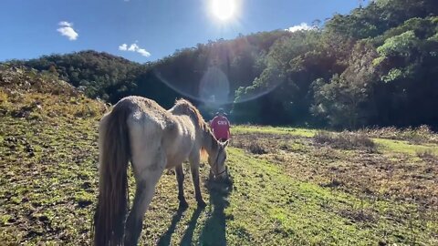 17 June 2022 walking Arthur down to Penny’s grave to be euthanised 🥲💔 Part II