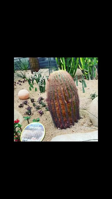 선인장 꽃 마곡 서울식물원 강서구 가양동 트로피컬 온실