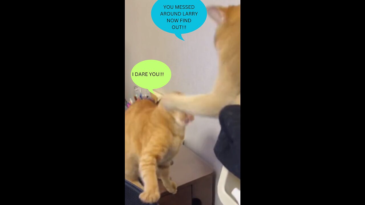 Funny Cat Messes Around and Finds out!