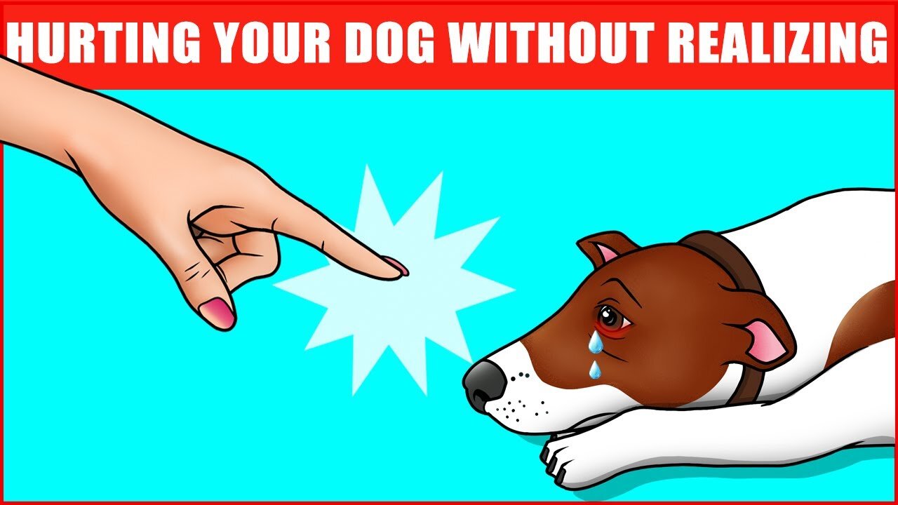 14 things you should stop doing to your dog