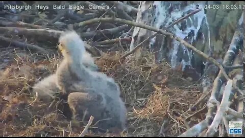 Hays Eagles H11 getting natal down & a view of ear and PS 2020 04 03 603pm