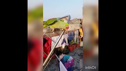 #####Lovely Parrot