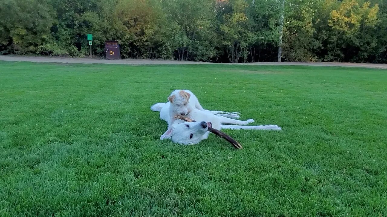 Ares Jack Russell on top Of Dray Pyrenees Lab, eating sticks together