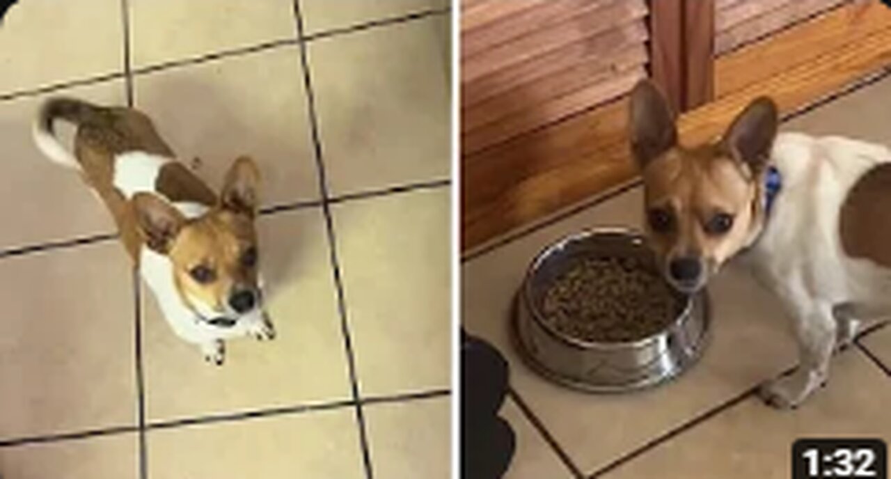 dog want to eat his food