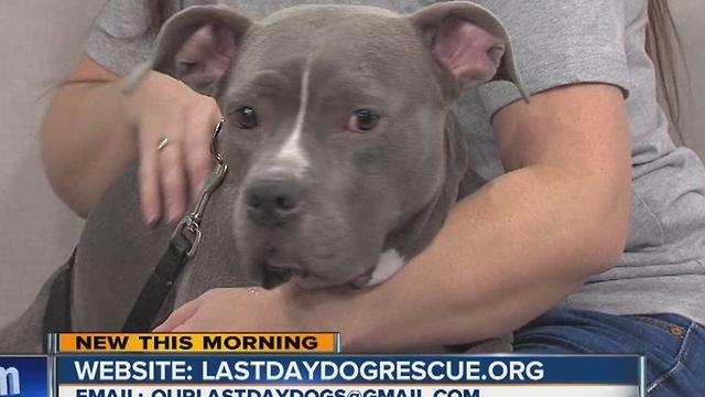 Pet of the Week: Dog named 'Bunny' from Last Day Dog Rescue