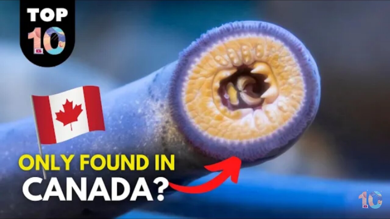 10 Weird Animals only found in Canada