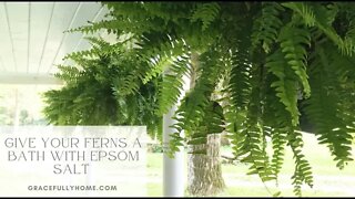 Give Your Ferns a Bath with Epsom Salt