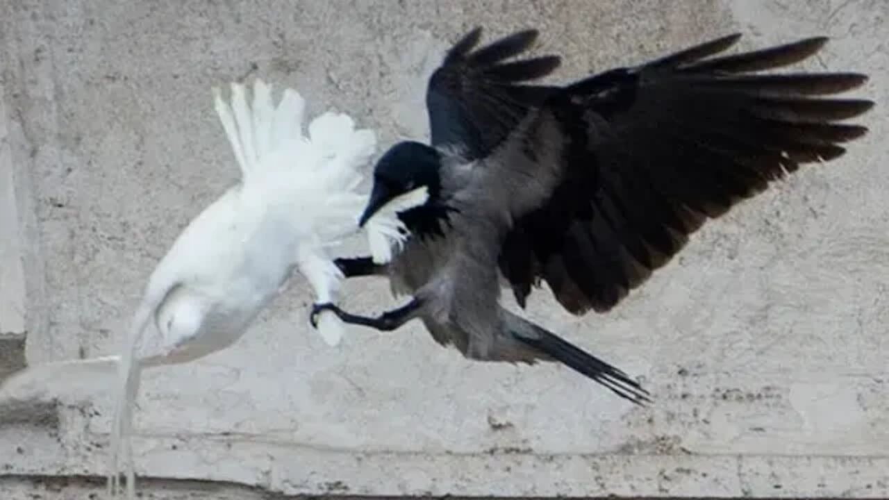 Doves released by Jesuit Pope Francis in a ceremony for Ukraine are attacked by Crow and Seagull!