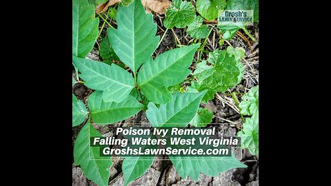 Poison Ivy Falling Waters West Virginia