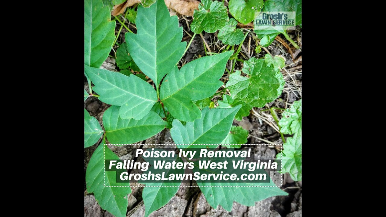 Poison Ivy Falling Waters West Virginia