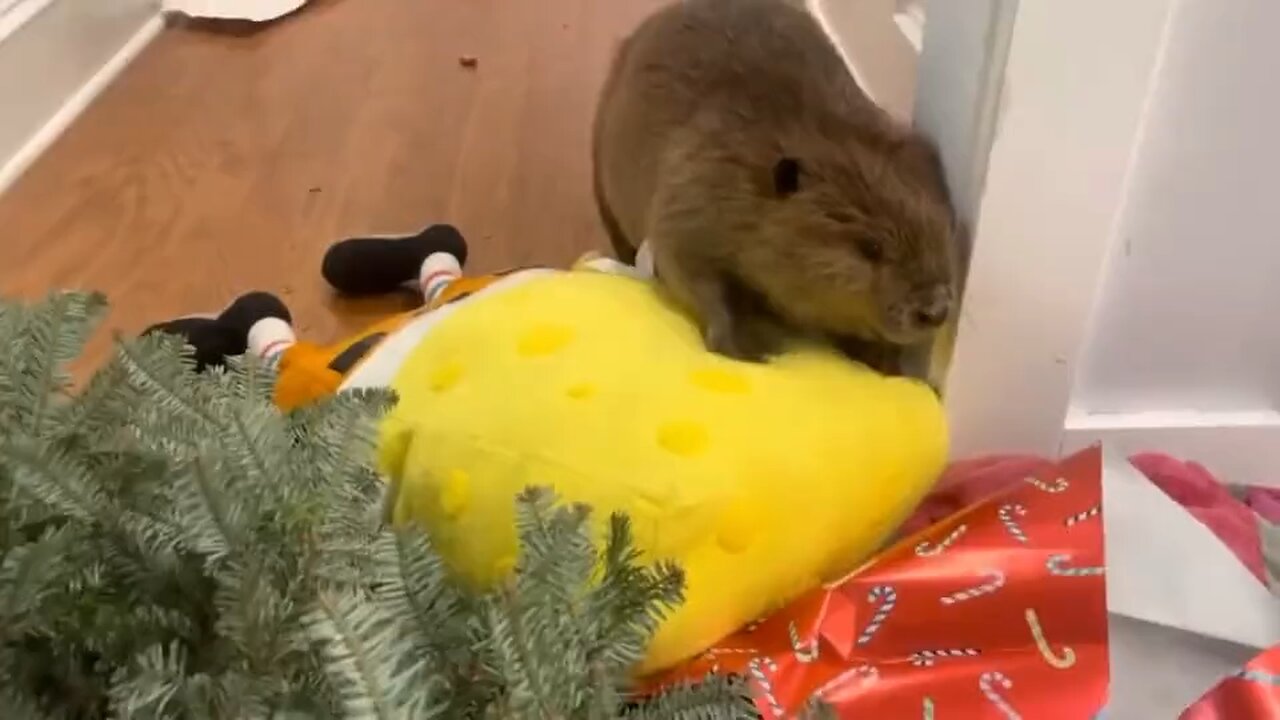 This beaver was orphaned and rescued as a newborn, Watch the incredible instinct to build a dam