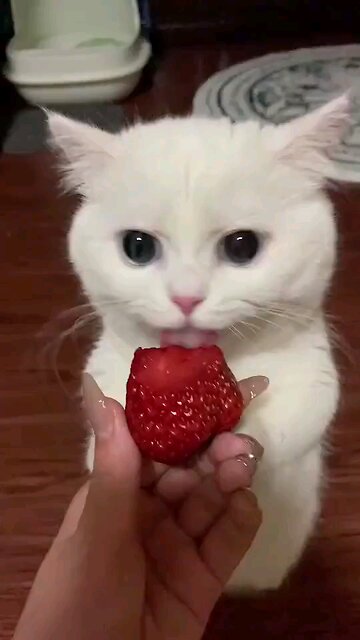 beautiful and fun cats