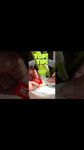 🔪 Knife SKILLZZ 🔪🪴🔝#tip Cutting Rot from an Orchid Pseudobulb with RESULTS! #ninjaorchids #shorts
