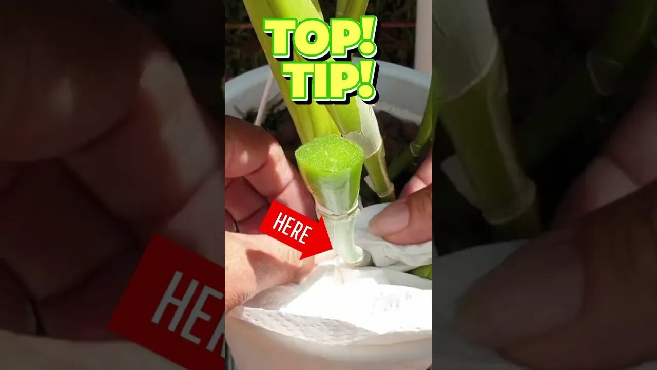 🔪 Knife SKILLZZ 🔪🪴🔝#tip Cutting Rot from an Orchid Pseudobulb with RESULTS! #ninjaorchids #shorts