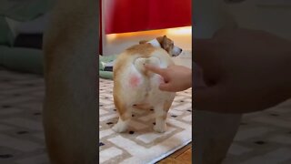 Cachorro com rabo engraçado.