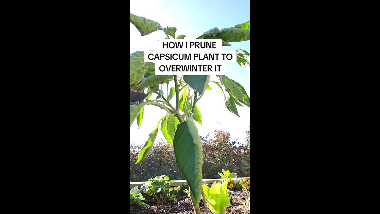 overwintering pepper 🌶