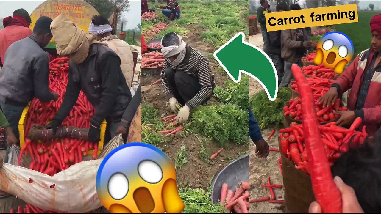 Carrot farming 🥕🥕🥕