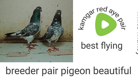 Kamgar red aye breeder pair pigeon beautiful