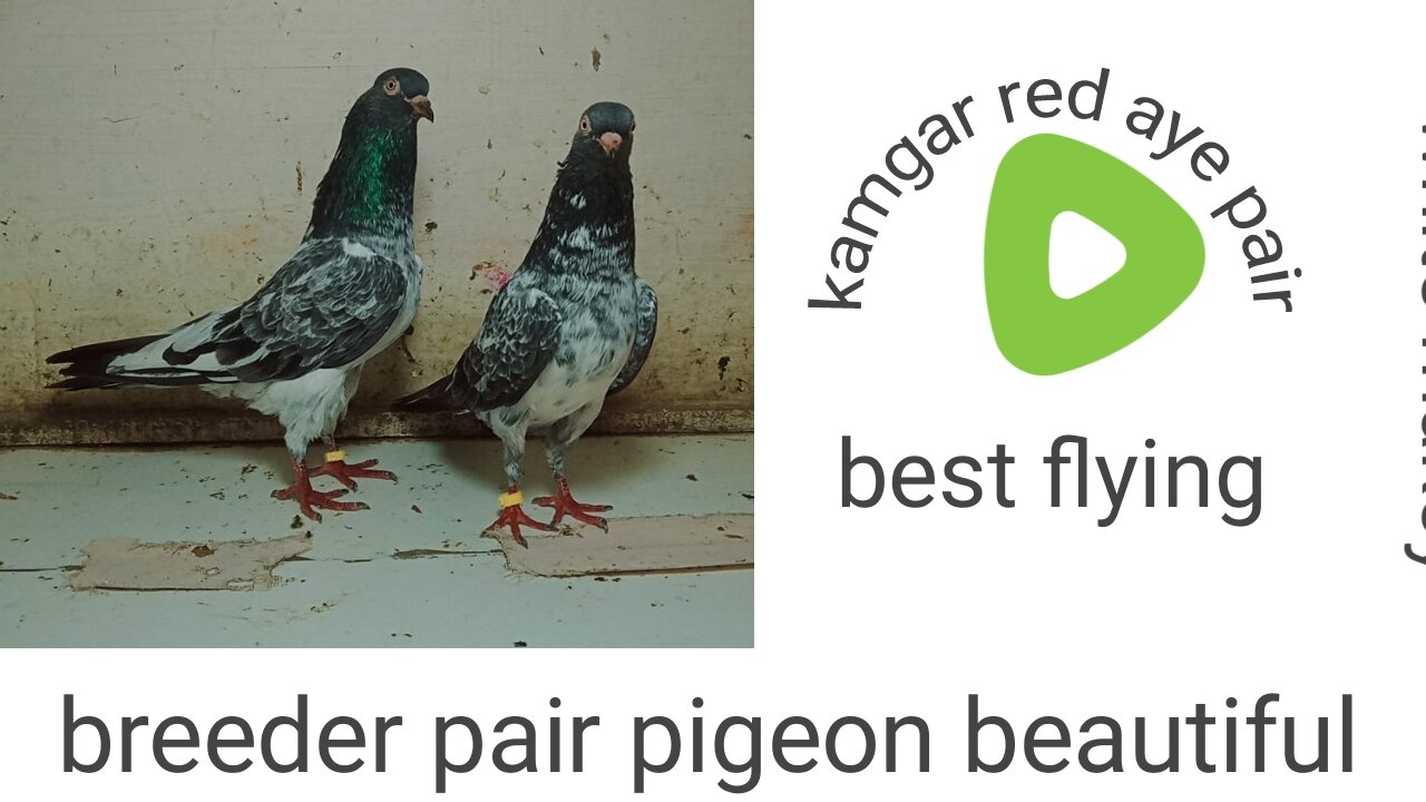 Kamgar red aye breeder pair pigeon beautiful