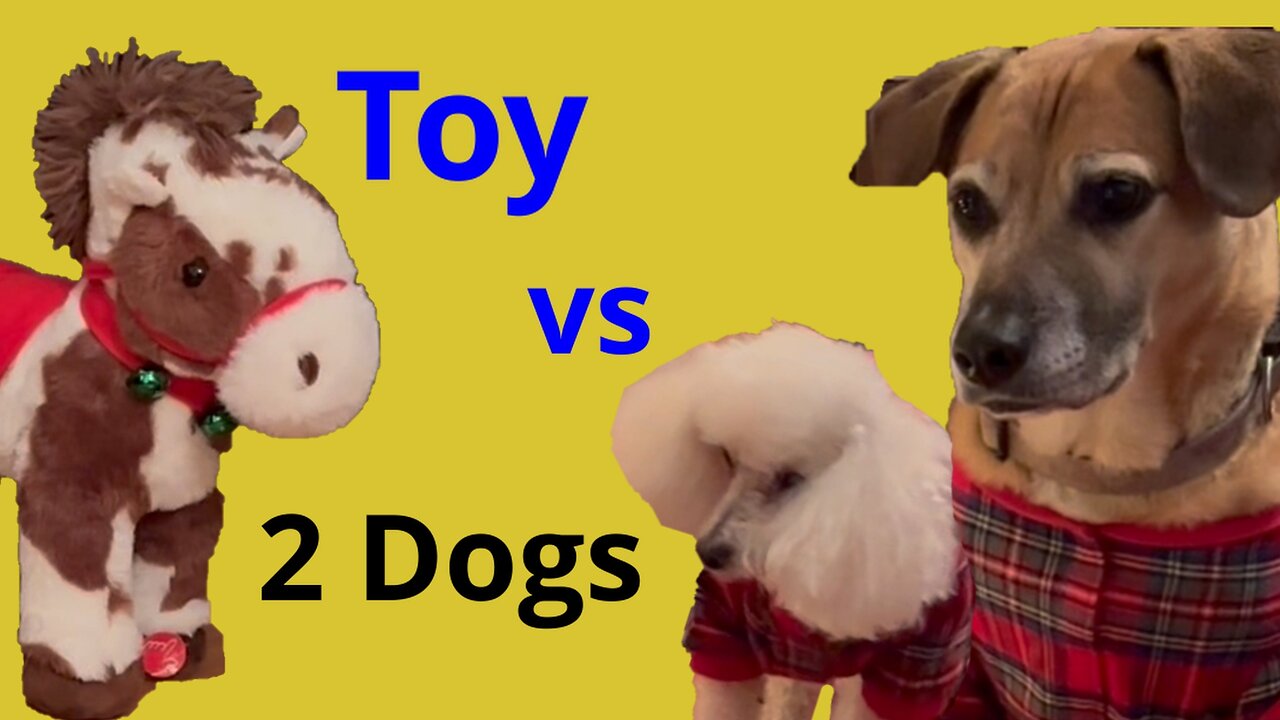 Toy vs Two Dogs