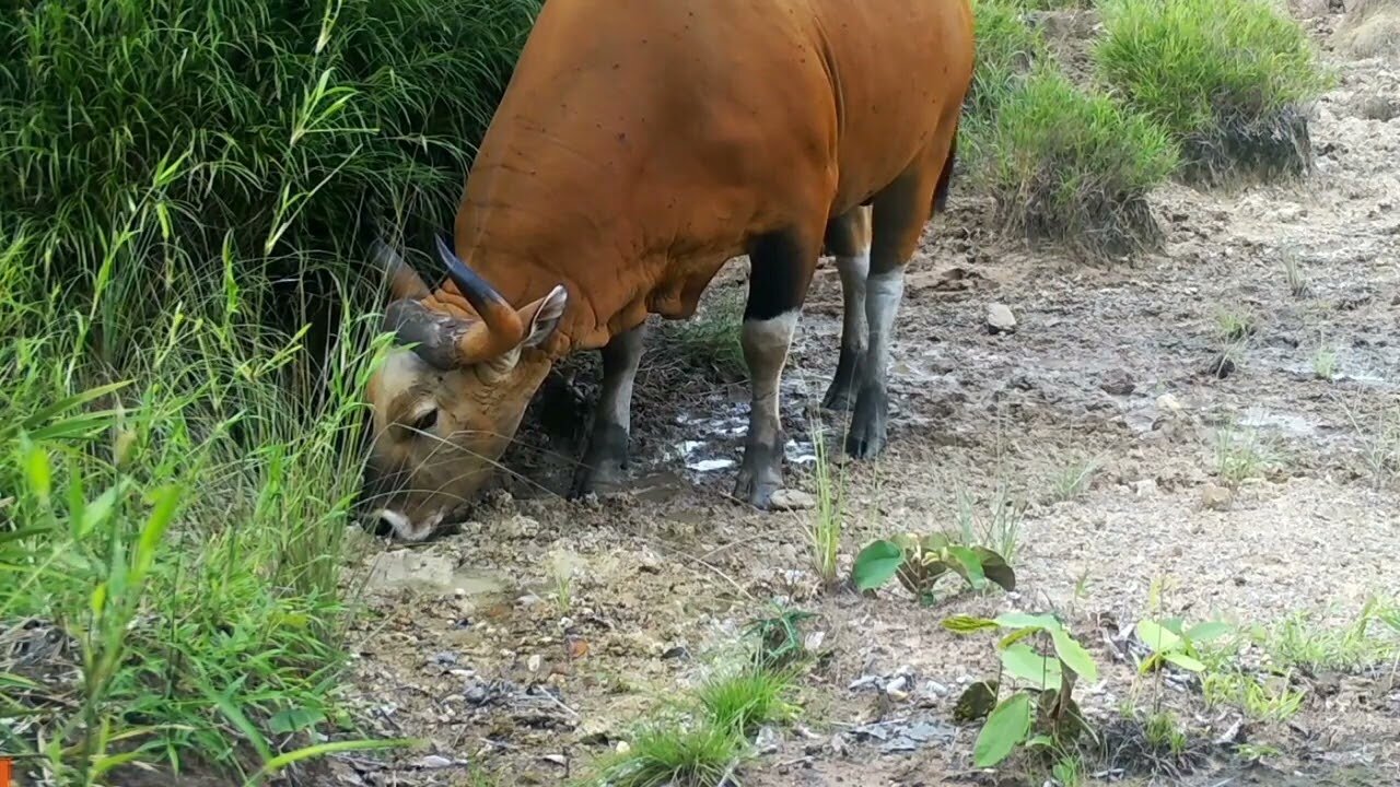 Rare​ ​Wild cow in Asia, wildlife in Asia