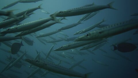 Diving with barracuda in Japan