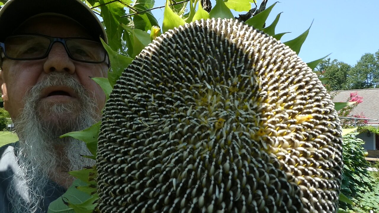 Harvesting Sun Flowers for Seeds