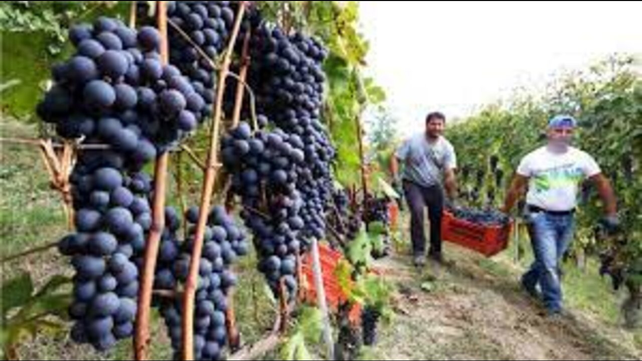 Amazing Grape Harvesting and Processing Grape Juice 🍇 - Modern agricultural harvesting machines