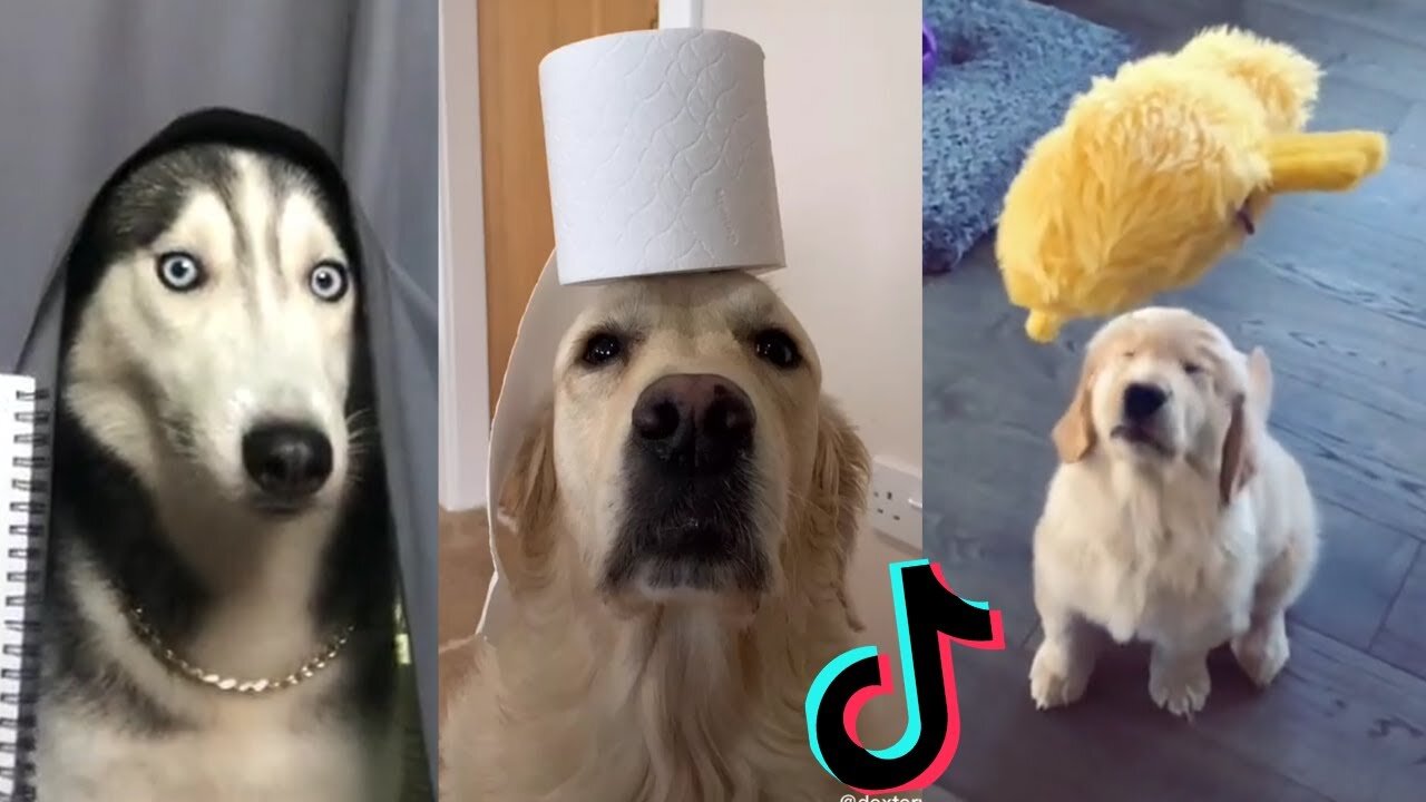 Funny Dogs of TikTok Part #20 🐶