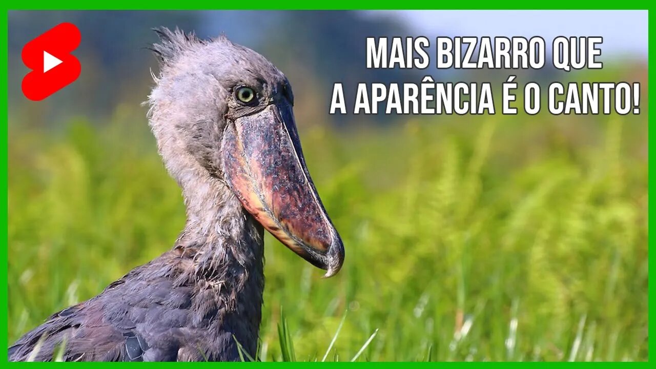 Canto BIZARRO do SHOEBILL 😮[Balaeniceps Rex] #shorts