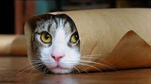 Funny cat video