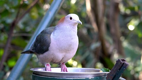 CatTV: Take your Cat to the SD Zoo - Bird feeder