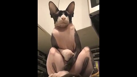 Sphynx Cats