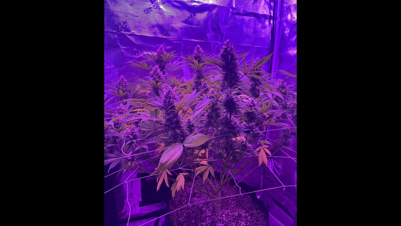 Start your grow journey today!