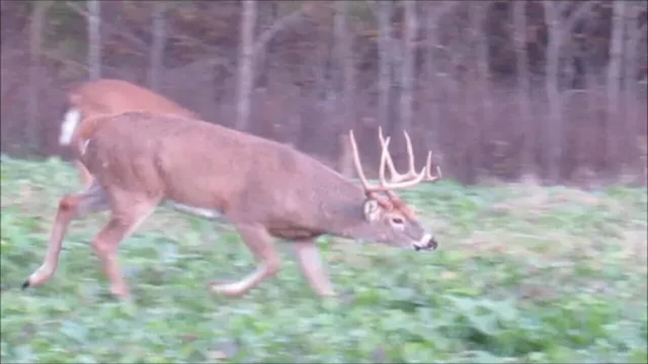 Illinois big buck at 10 feet away. Illinois early Rut Deer Vlog #3