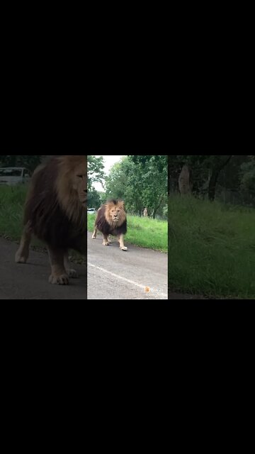 LEÃO MONSTRO EIM , MONSTER LION #lion #leãogrande