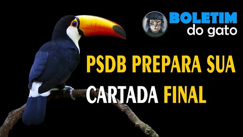 Boletim do Gato - PSDB Prepara Sua Cartada Final