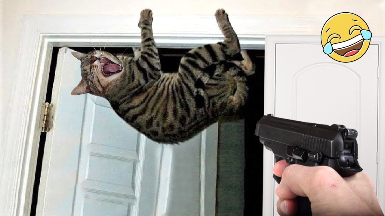 World Best Funniest🤣Cat vs animal vs Kid 🤼‍♂️ Entertainment Don't Try Laughing 🤣 2024 clips 🫡