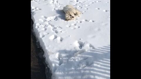 Snow angel 101