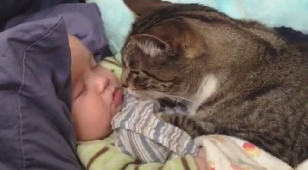 Cats Love Babies