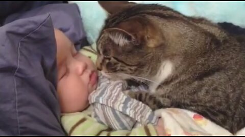 Cats Love Babies