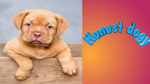 Honest dogy