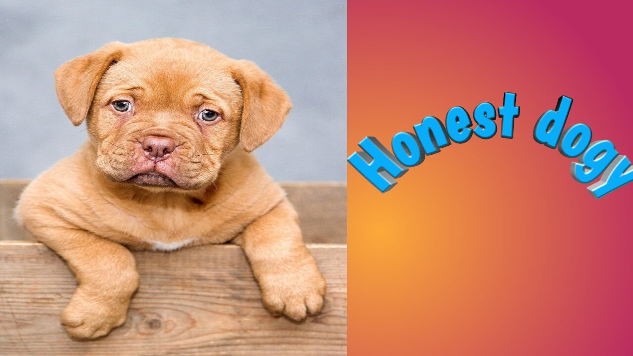Honest dogy