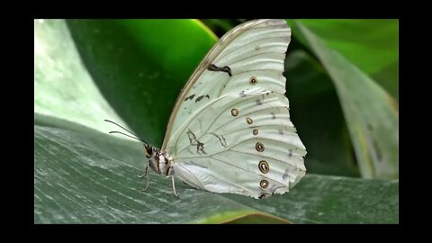 The most Amazing And Beautiful Butterflies in the World.