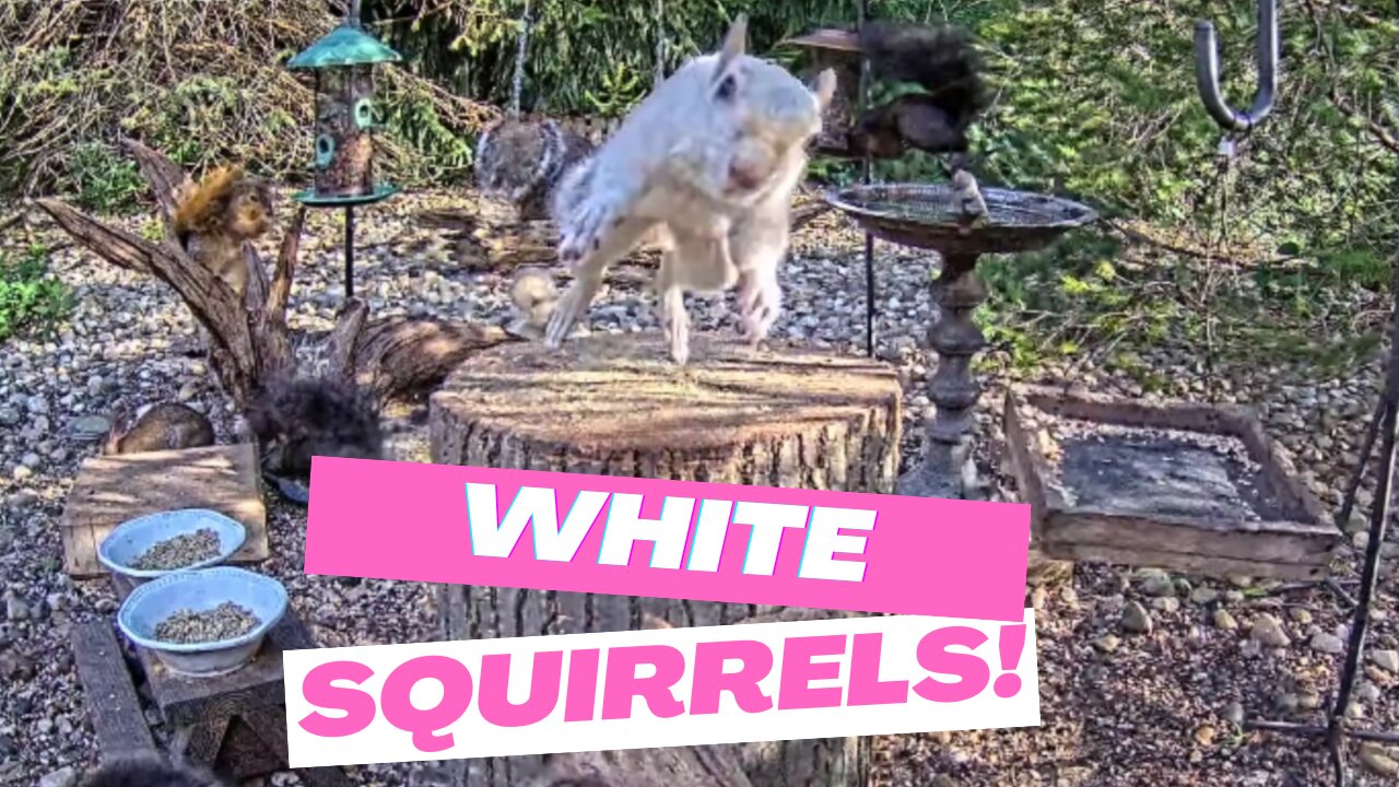 Two RARE White Morph Squirrels Visit the Feeders