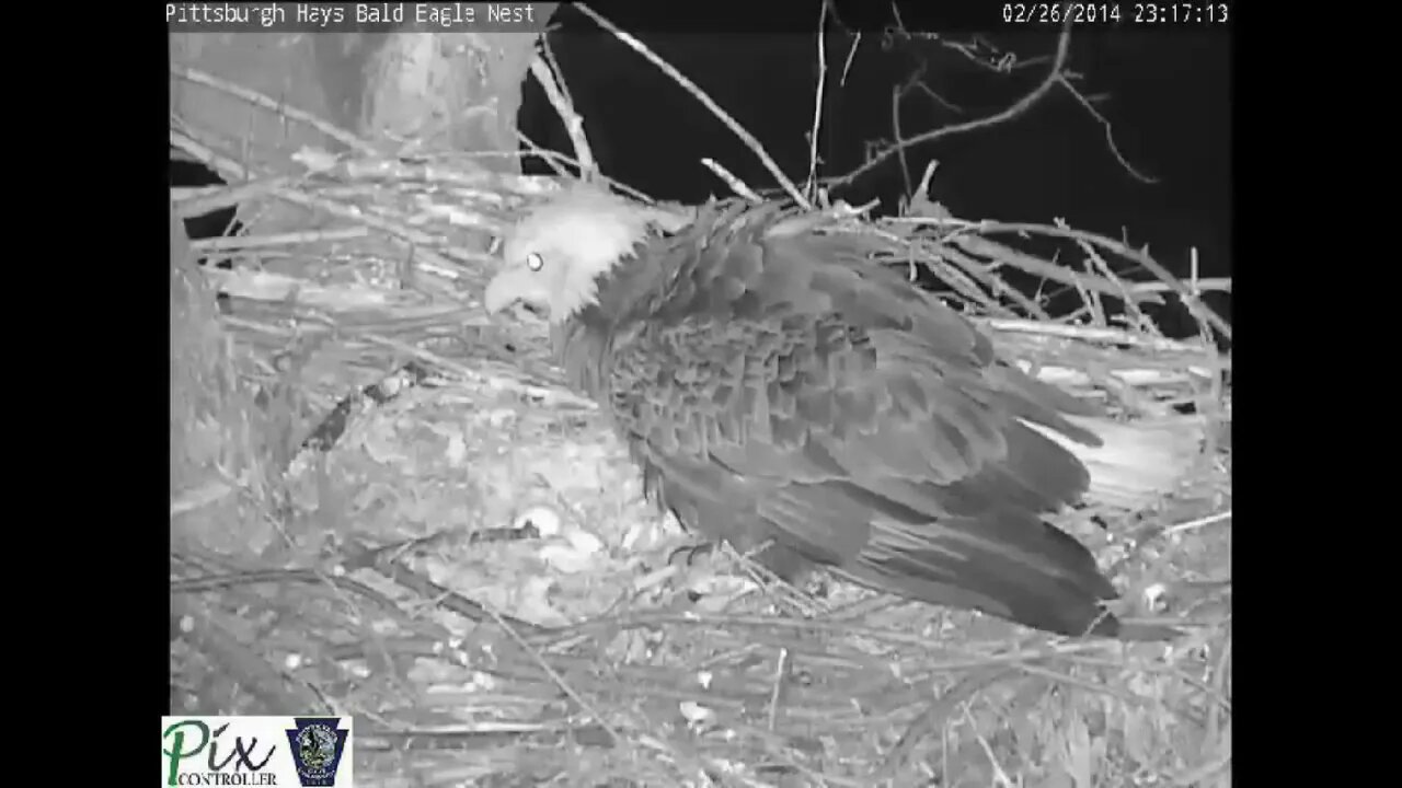 Raccoon attacking the Pittsburgh Hays bald eagles 02.26.14