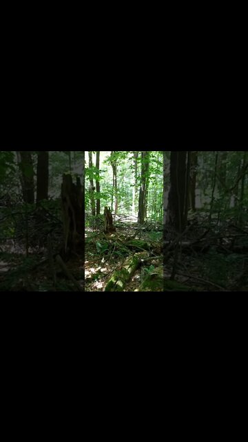 LoFi ASMR | Nature Sounds | Birds