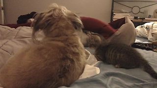 Dog surprises kitten in funniest way possible